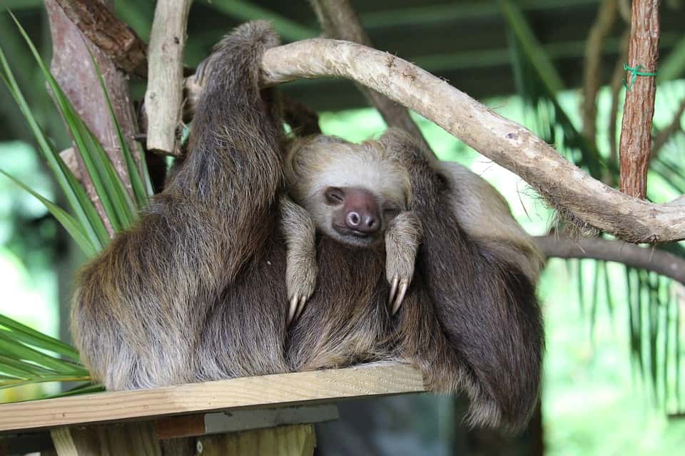 Sloths Facts
