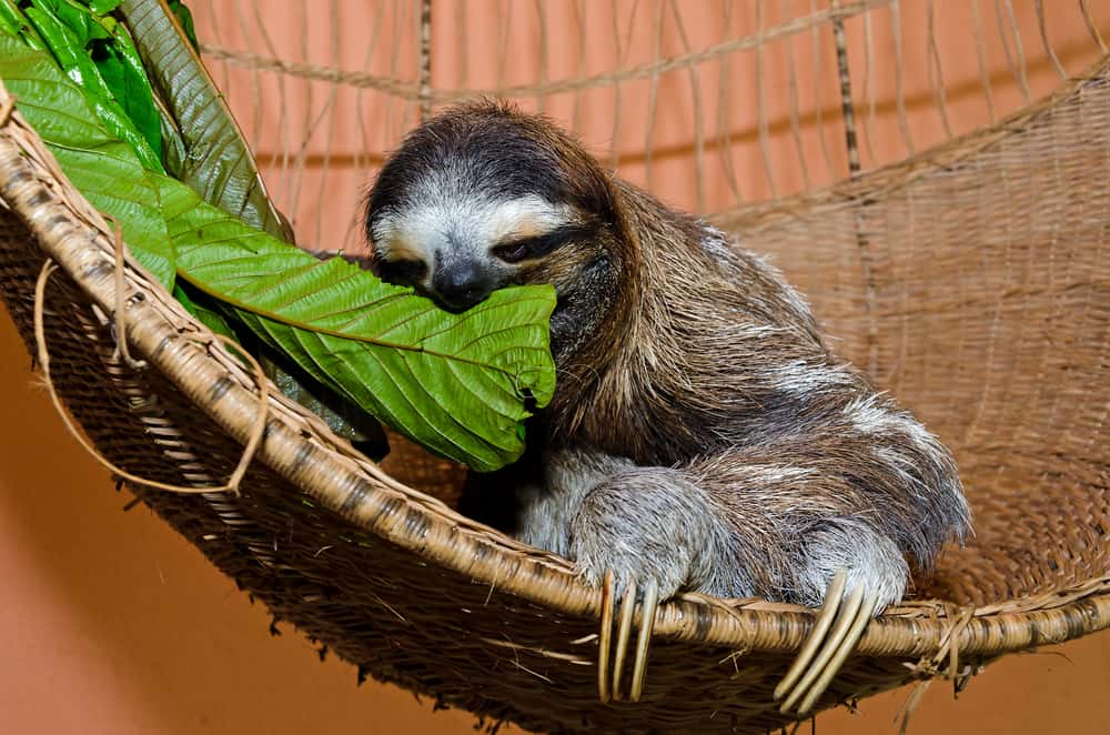 Sloths Facts