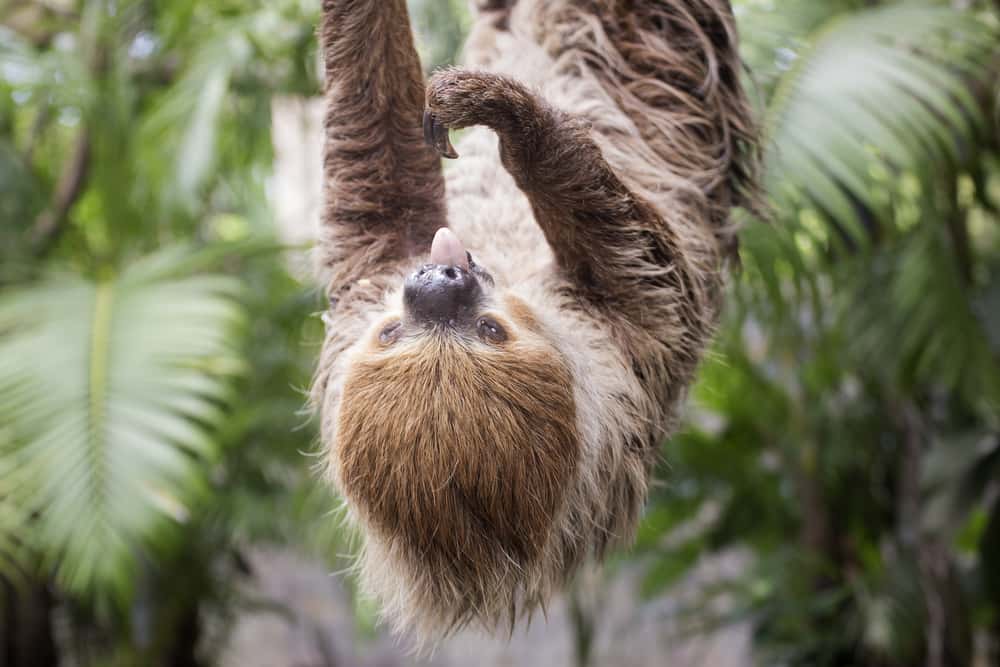 Sloths Facts