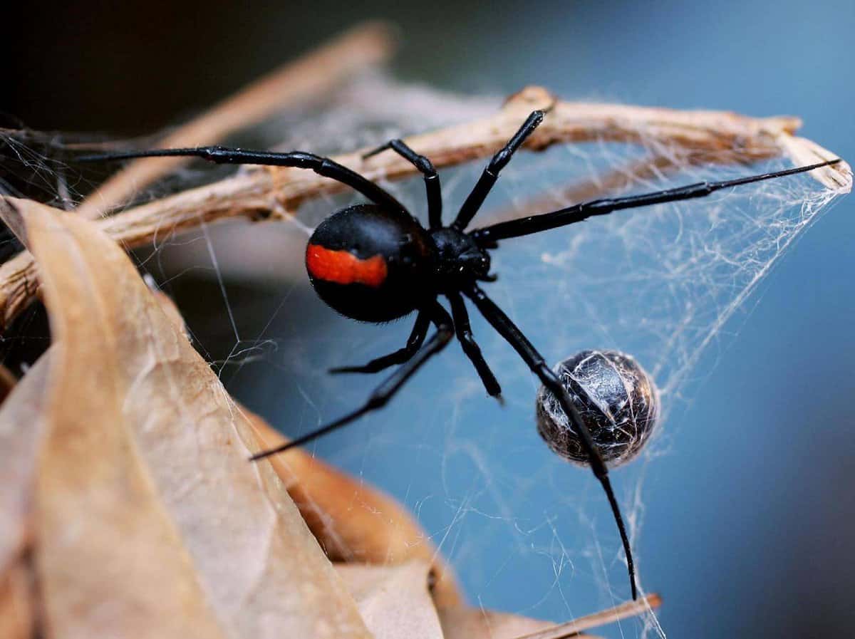 Black Widow Facts