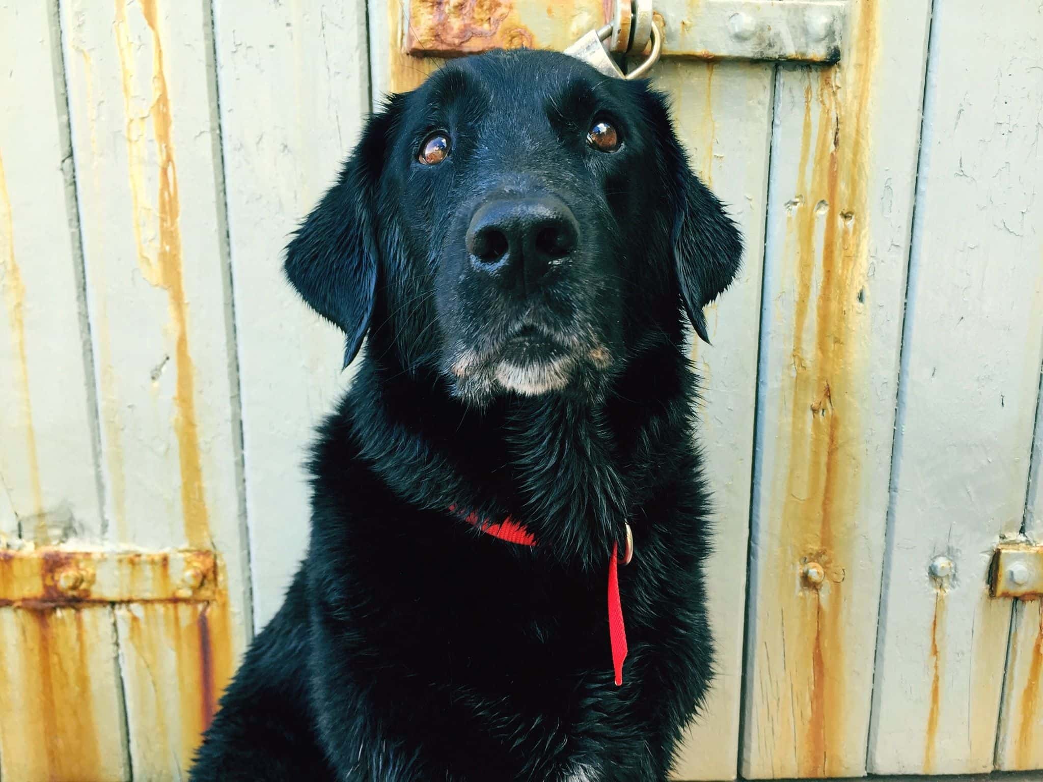 The Black Death facts