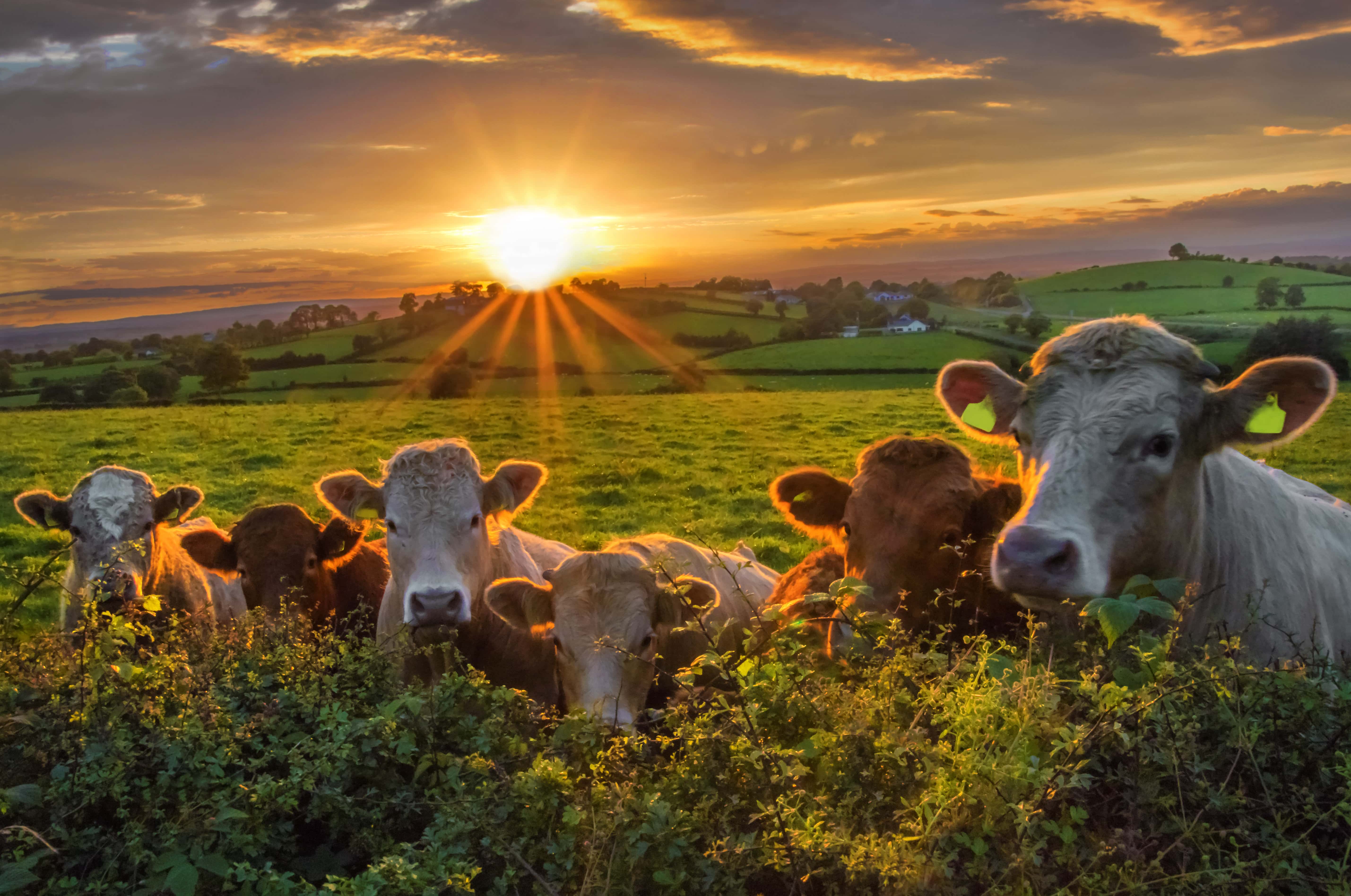 Beef cattle line up along a hedge at sunset