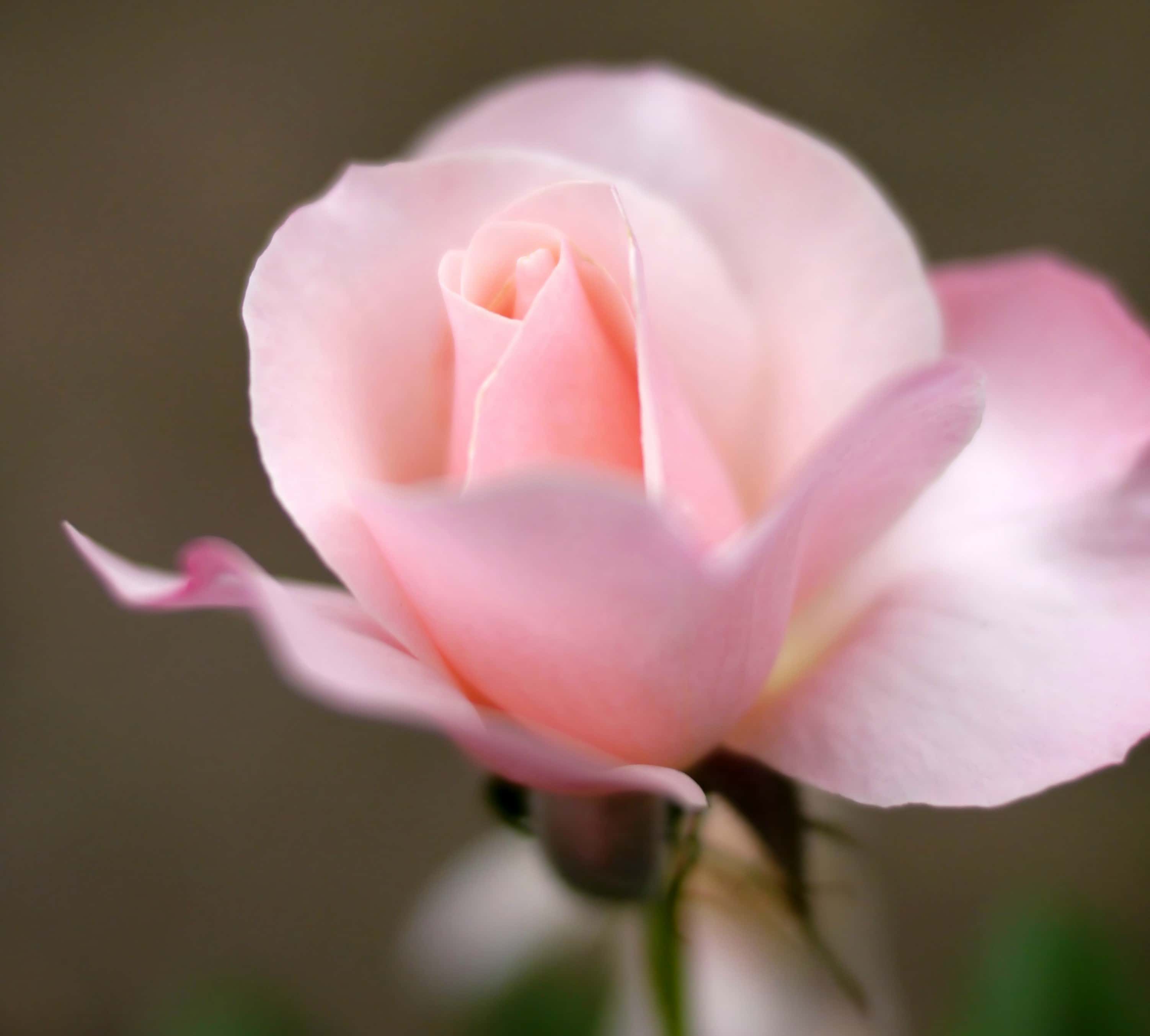 Audrey Hepburn Facts