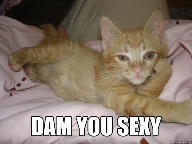 Sexy Cat