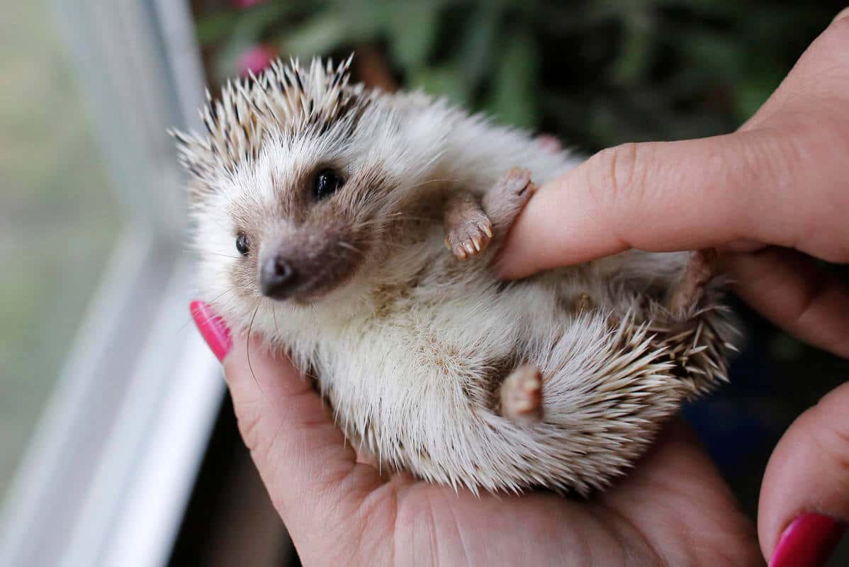 The Persian Empire Facts