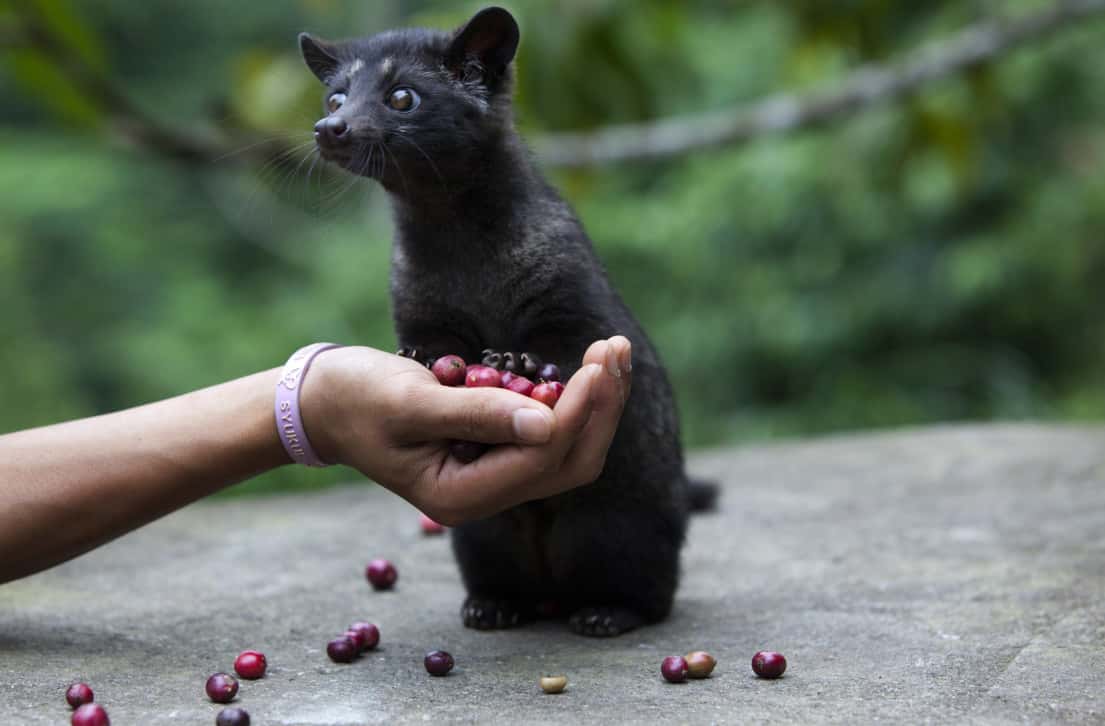 The World's Weirdest Foods facts