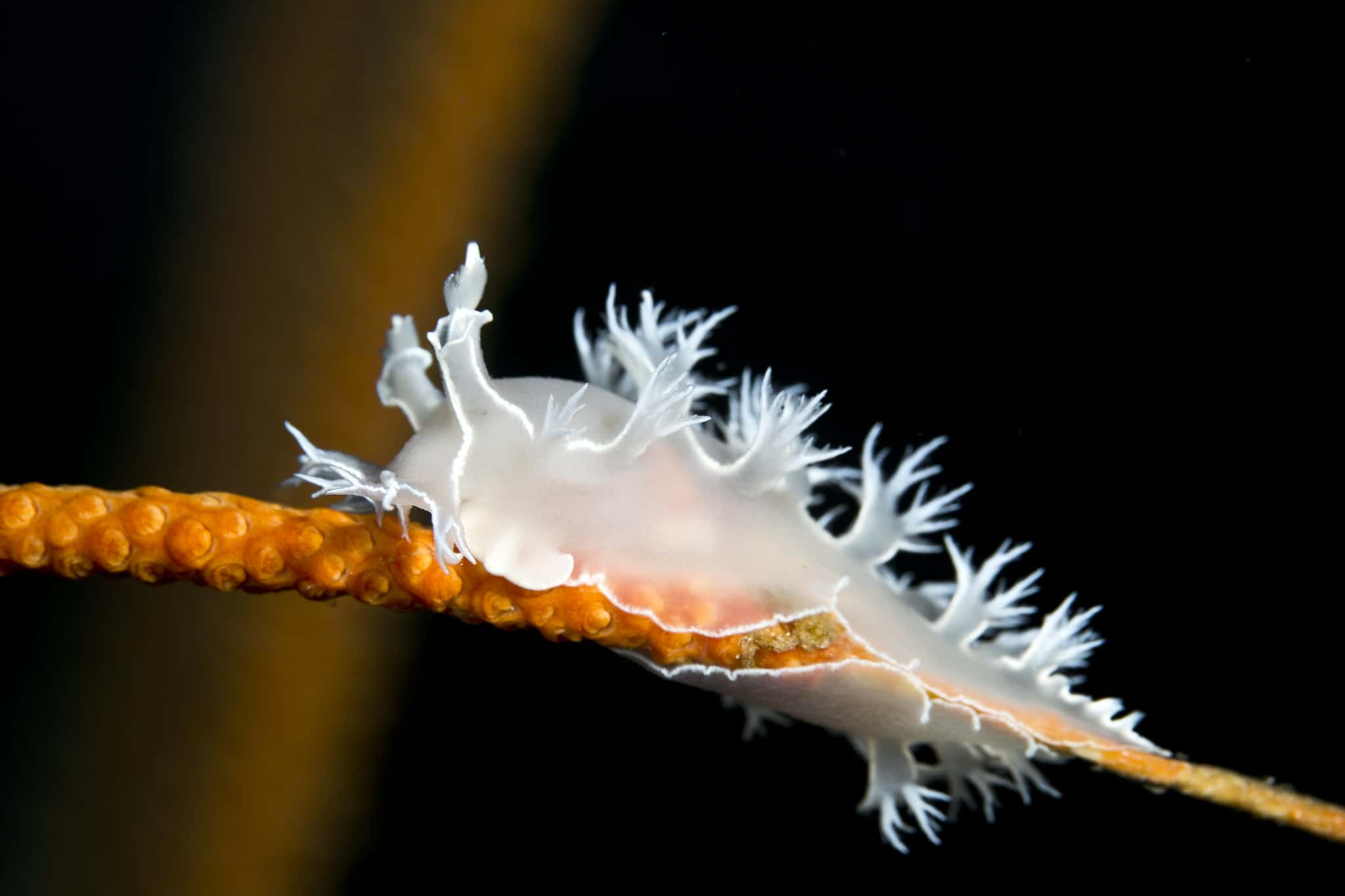 Close up photo of a Sea Slug 
