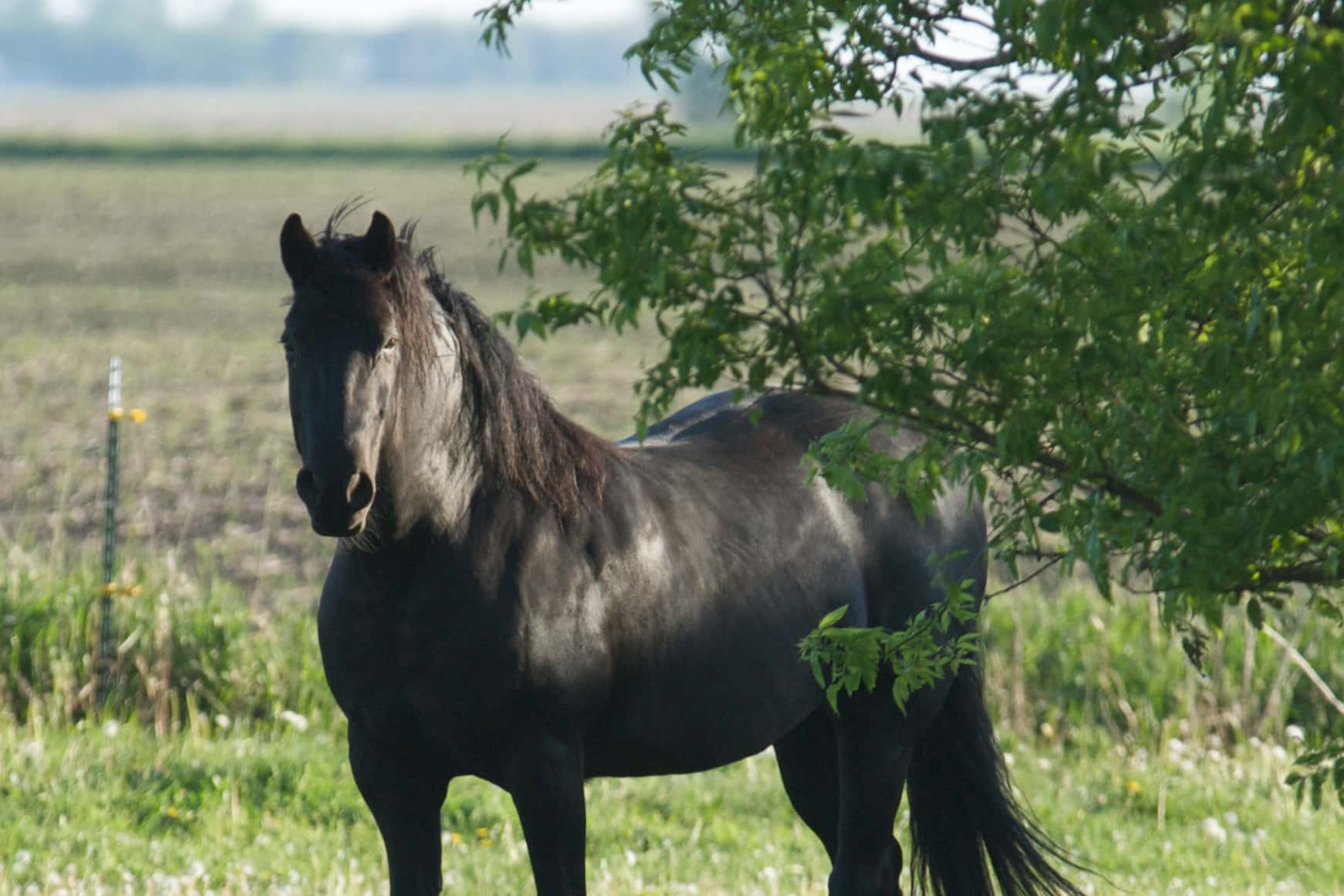 Martha Stewart Facts