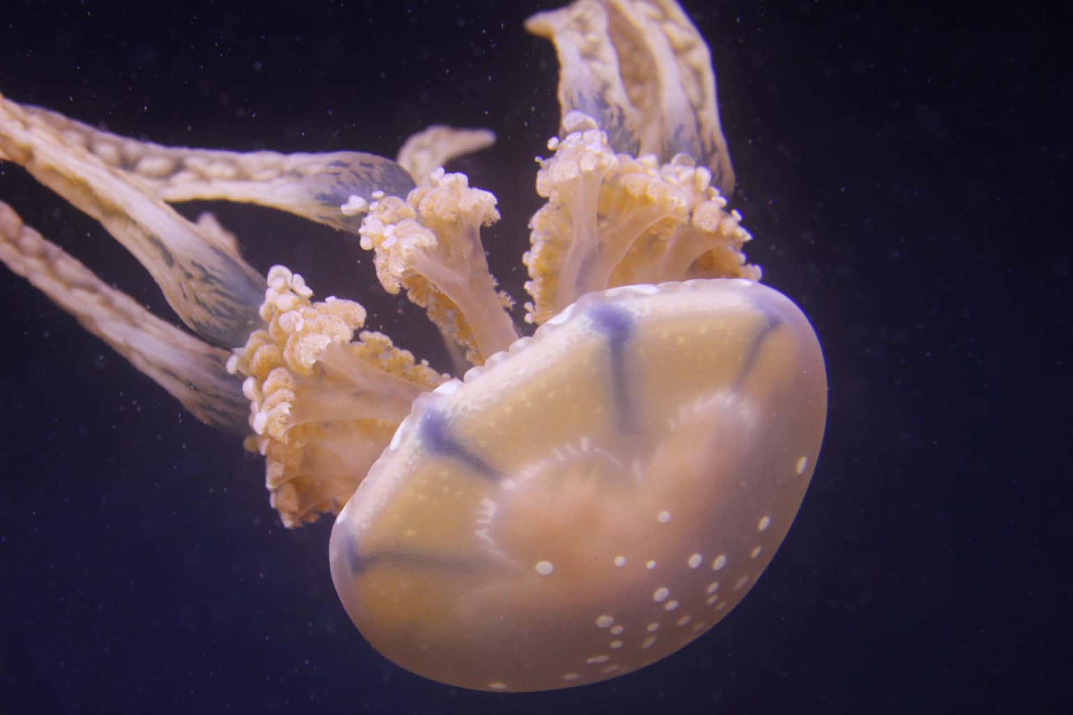terrifying-ocean-facts-that-will-make-you-re-think-ever-swimming-again