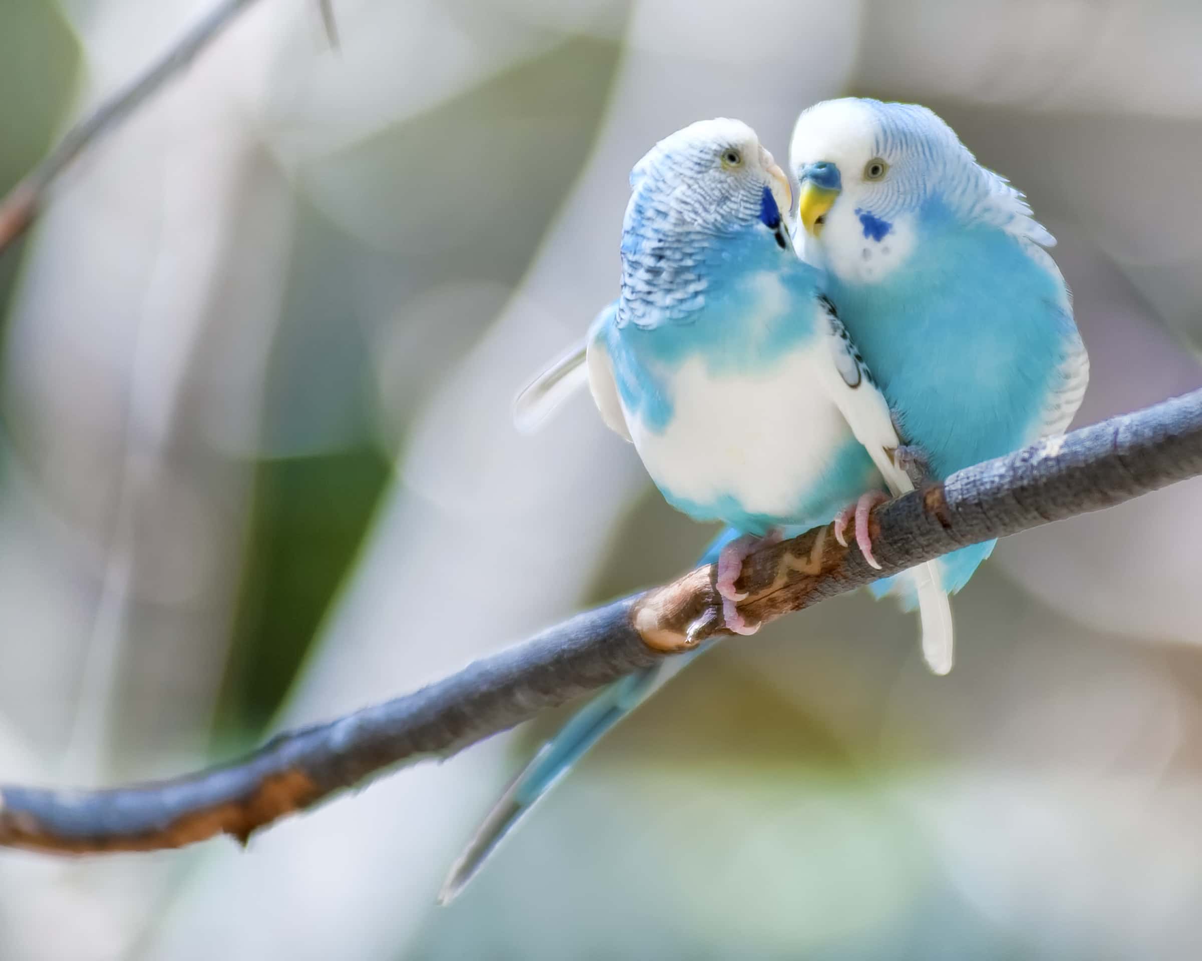 Lovebirds