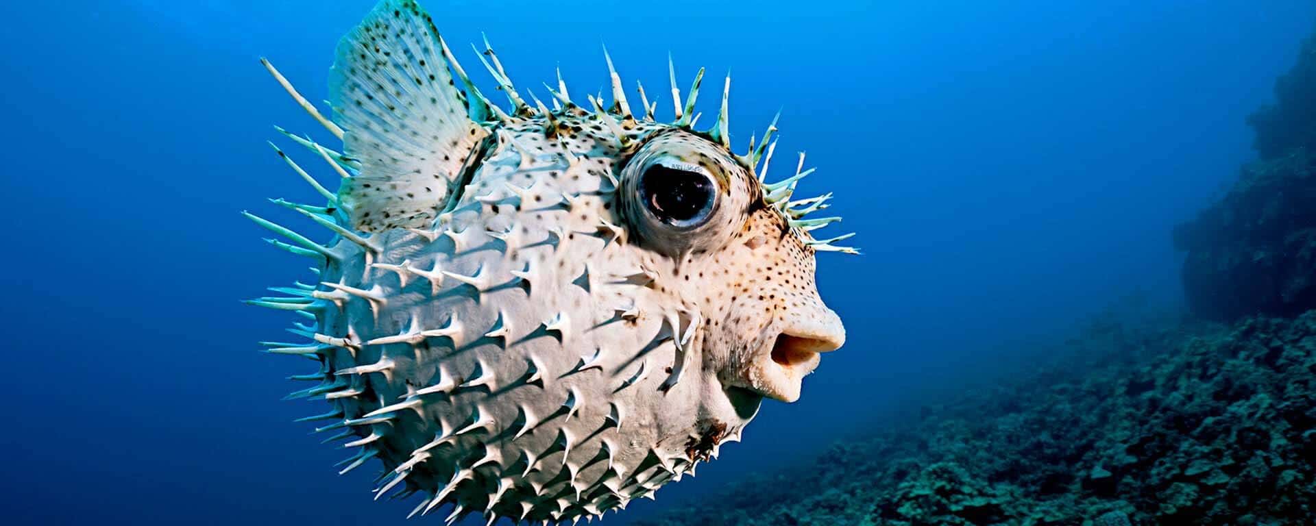 The World's Weirdest Foods facts