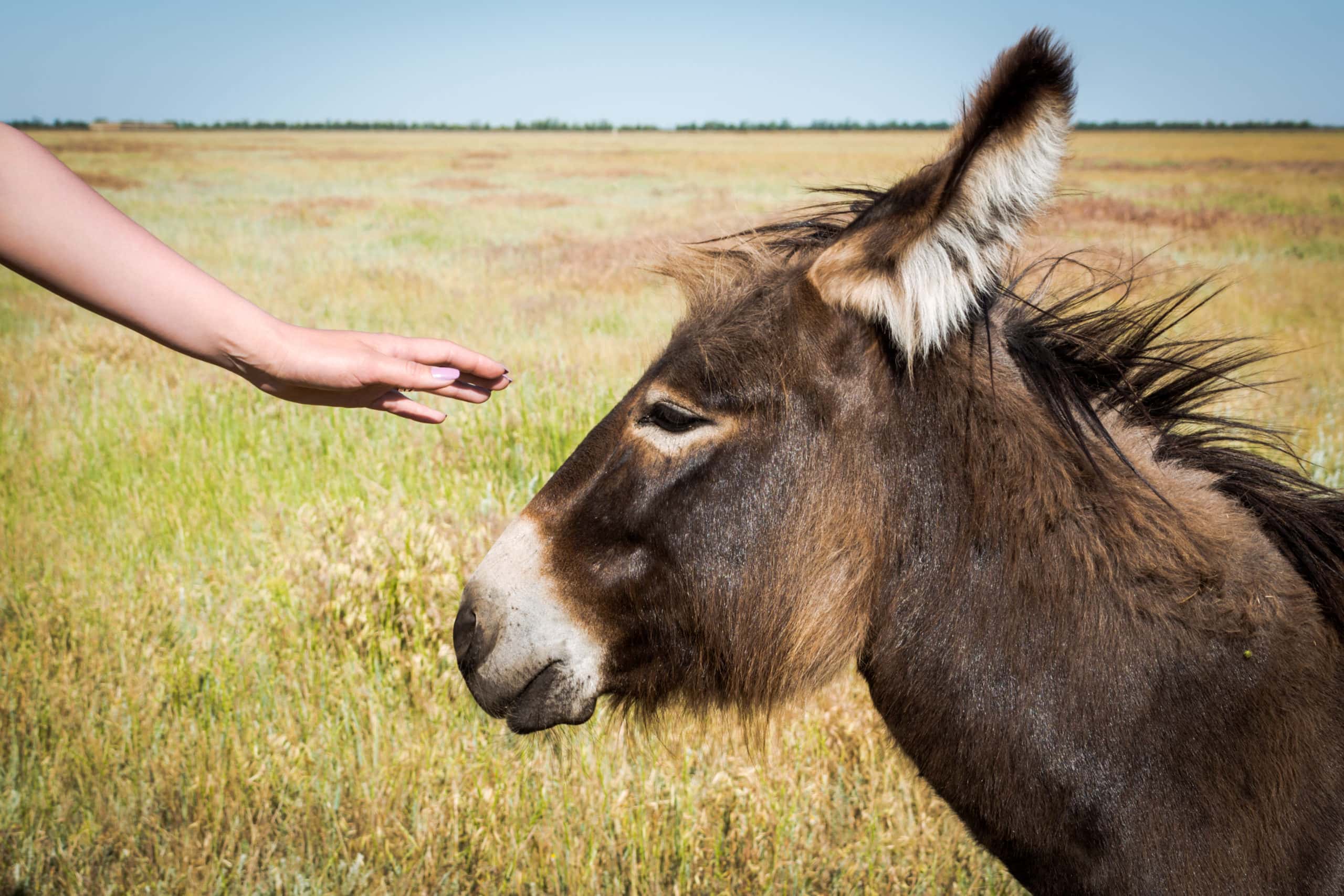 Mysterious Disappearances facts