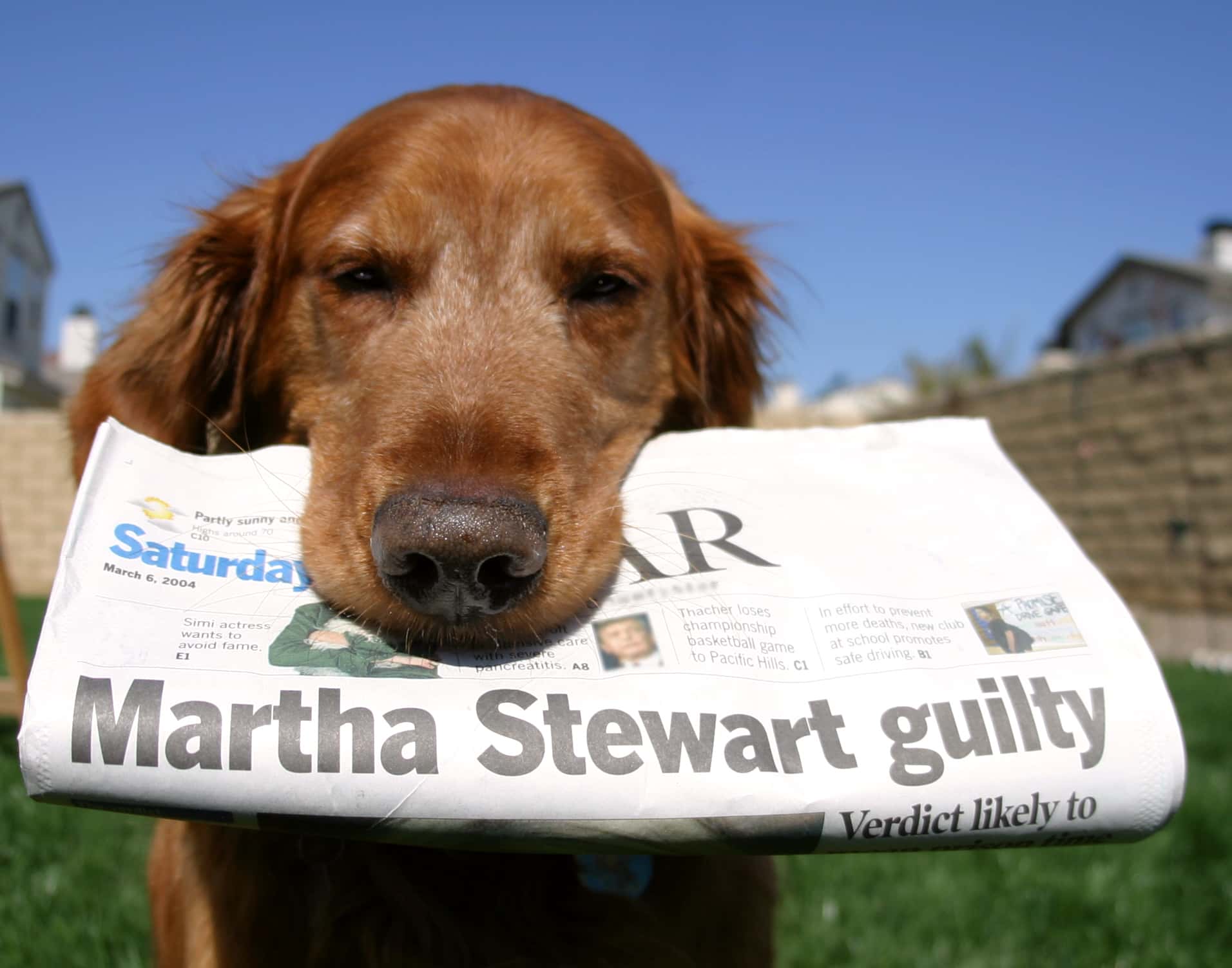 A close-up photo of a golden retriever with its head tilted slightly downwards.