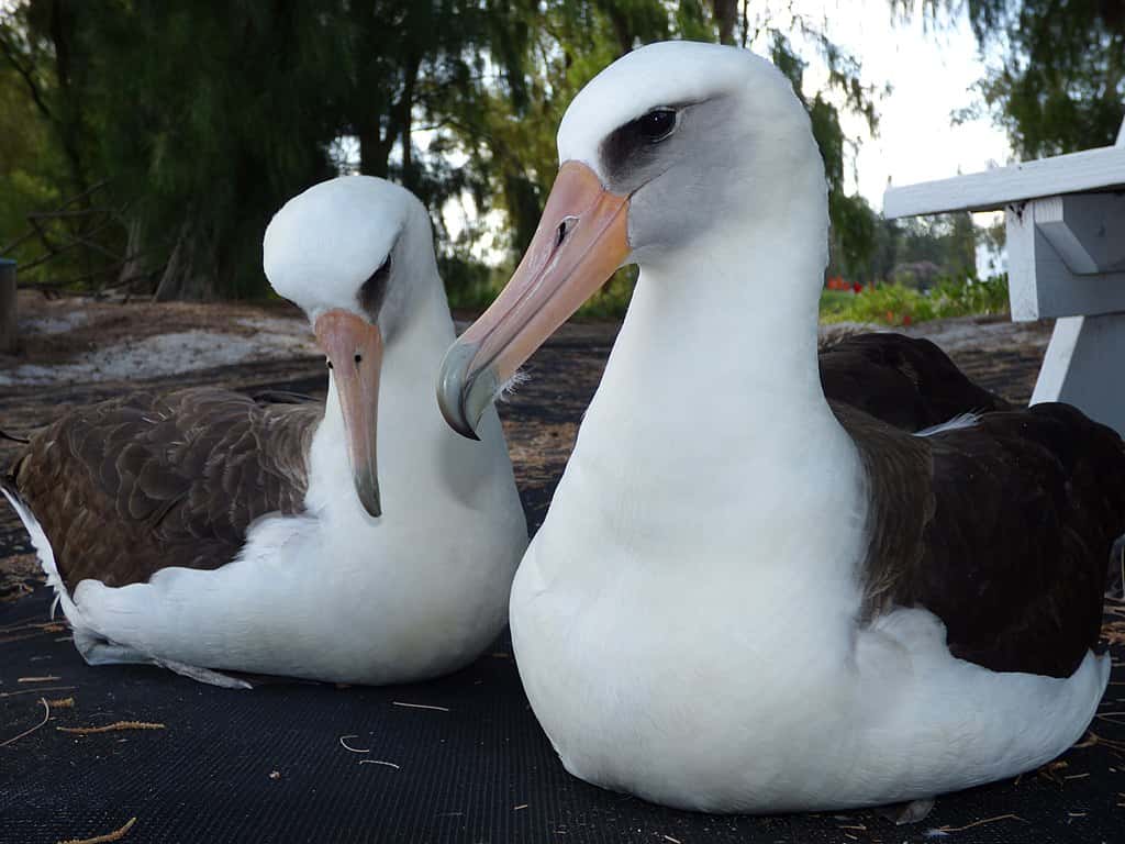 Animal Romance facts 