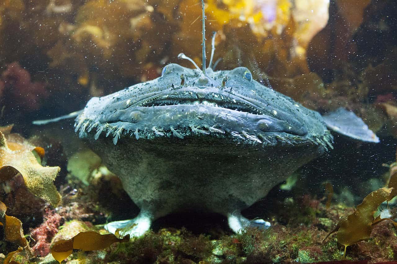 Animal Romance facts