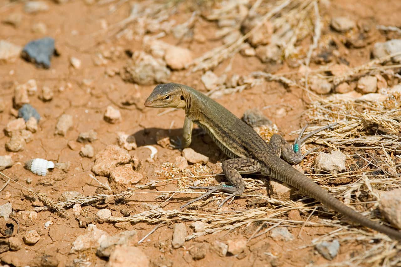 Animal Romance facts