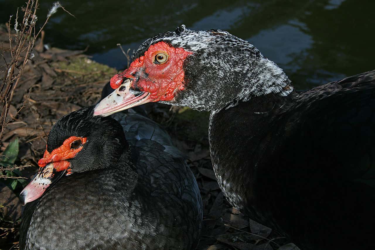 Animal Romance facts