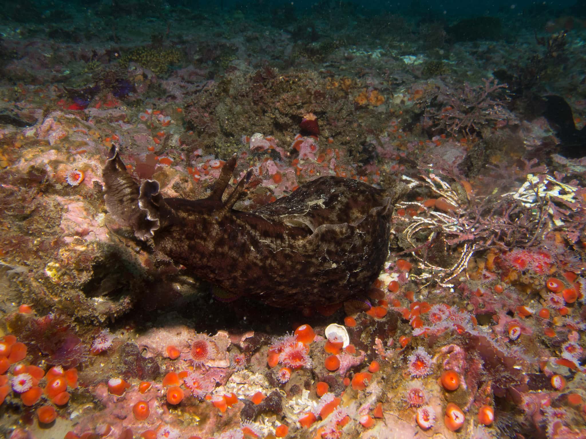 Animal Romance facts