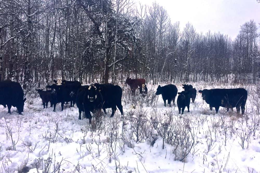 william the conqueror facts