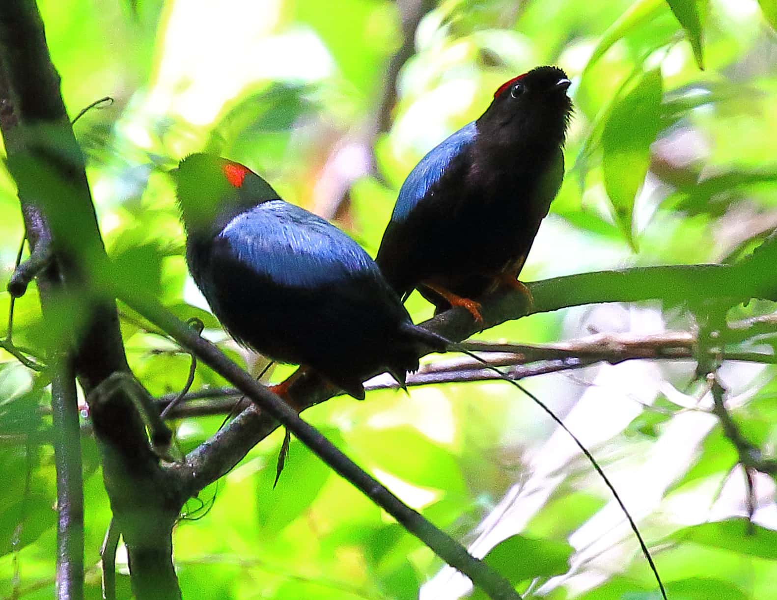 Animal Romance facts 