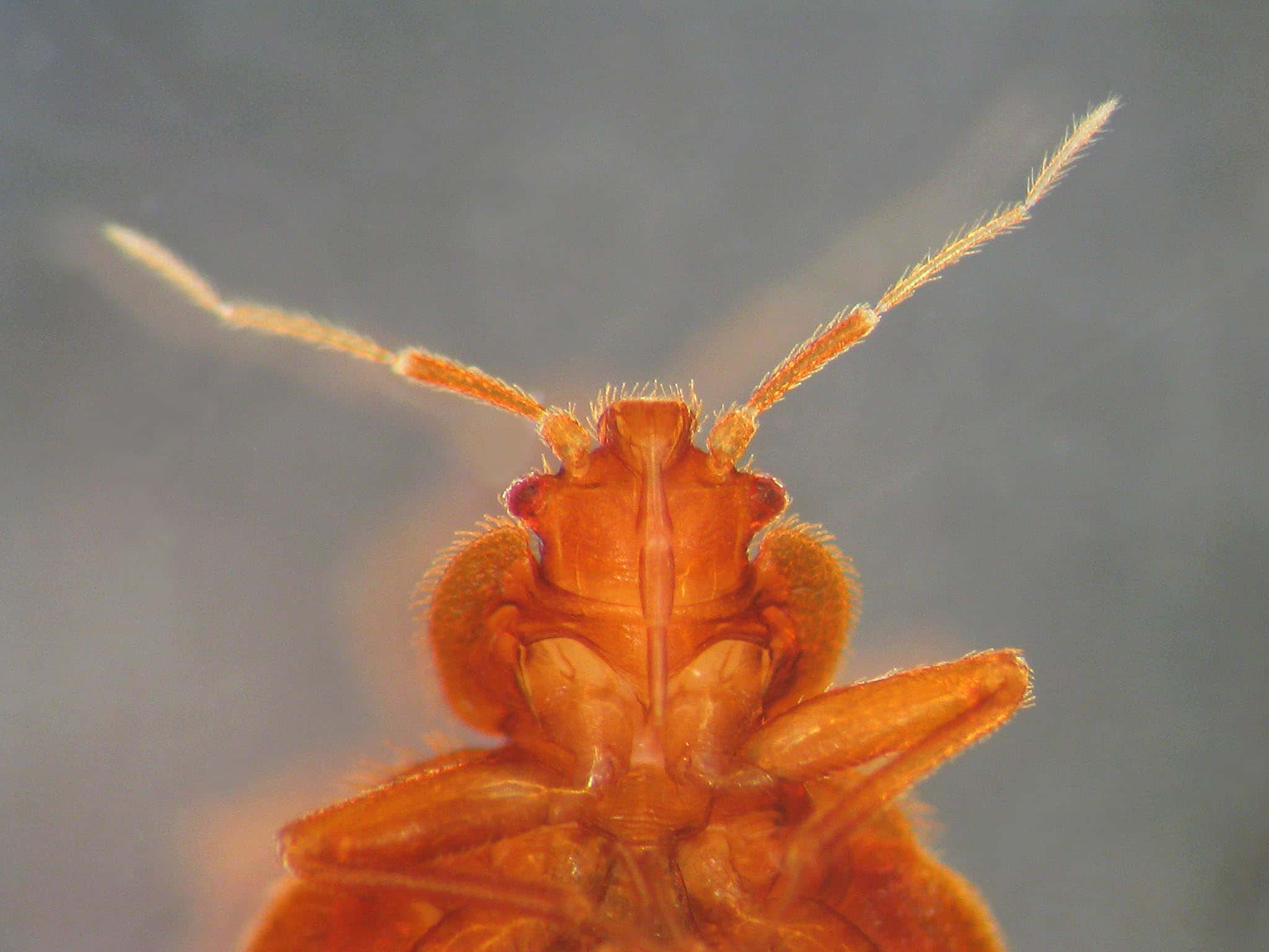 Animal Romance facts