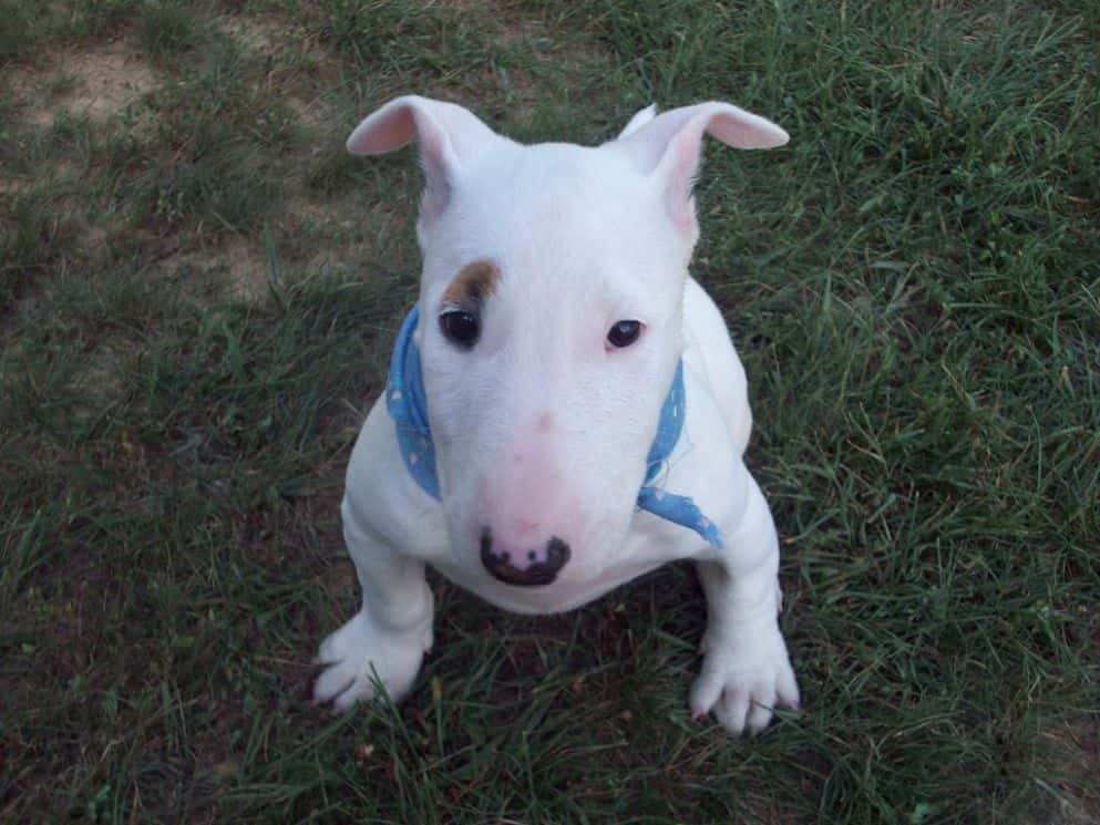 william the conqueror facts