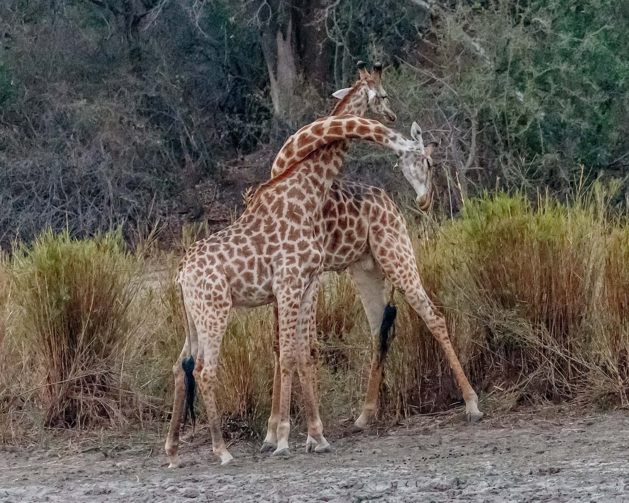 Animal Romance facts