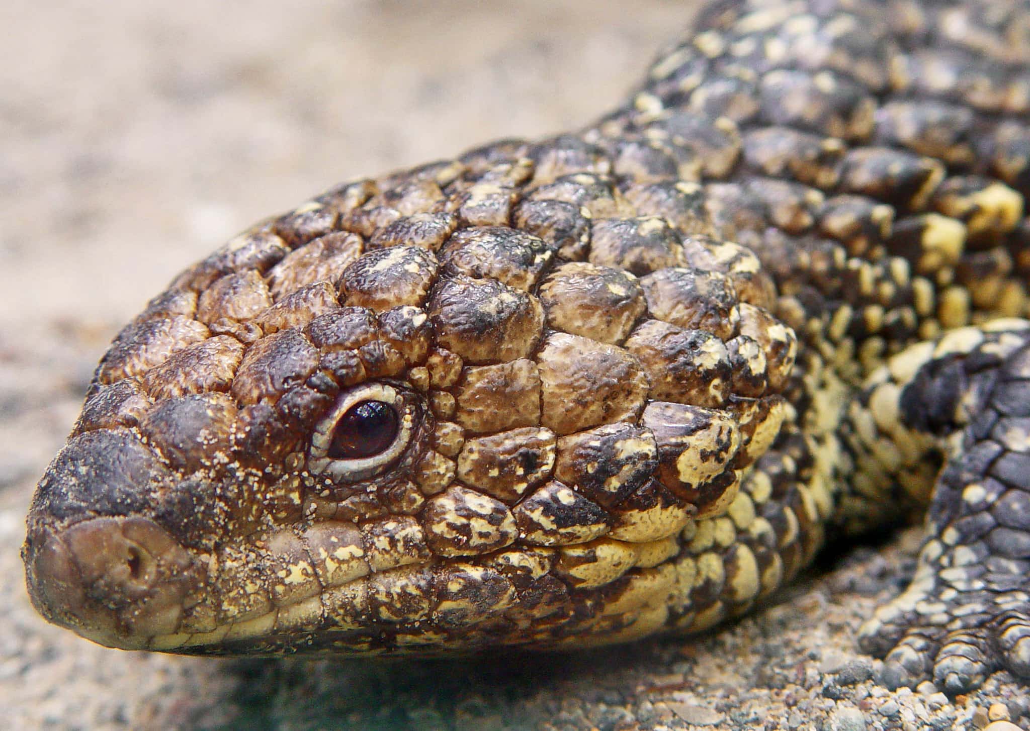 Animal Romance facts 