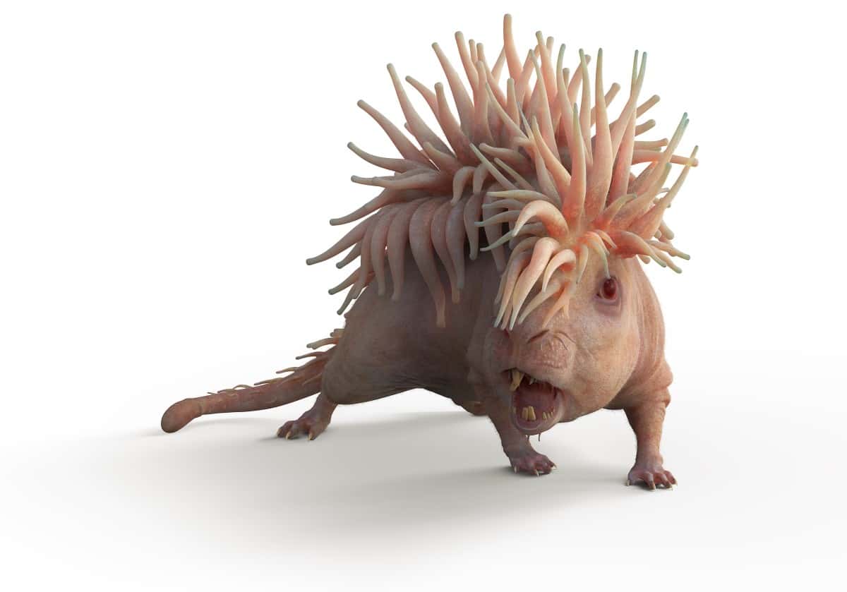 harry potter facts creatures