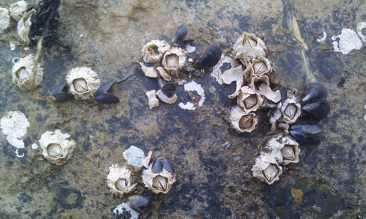 Animal Romance facts 