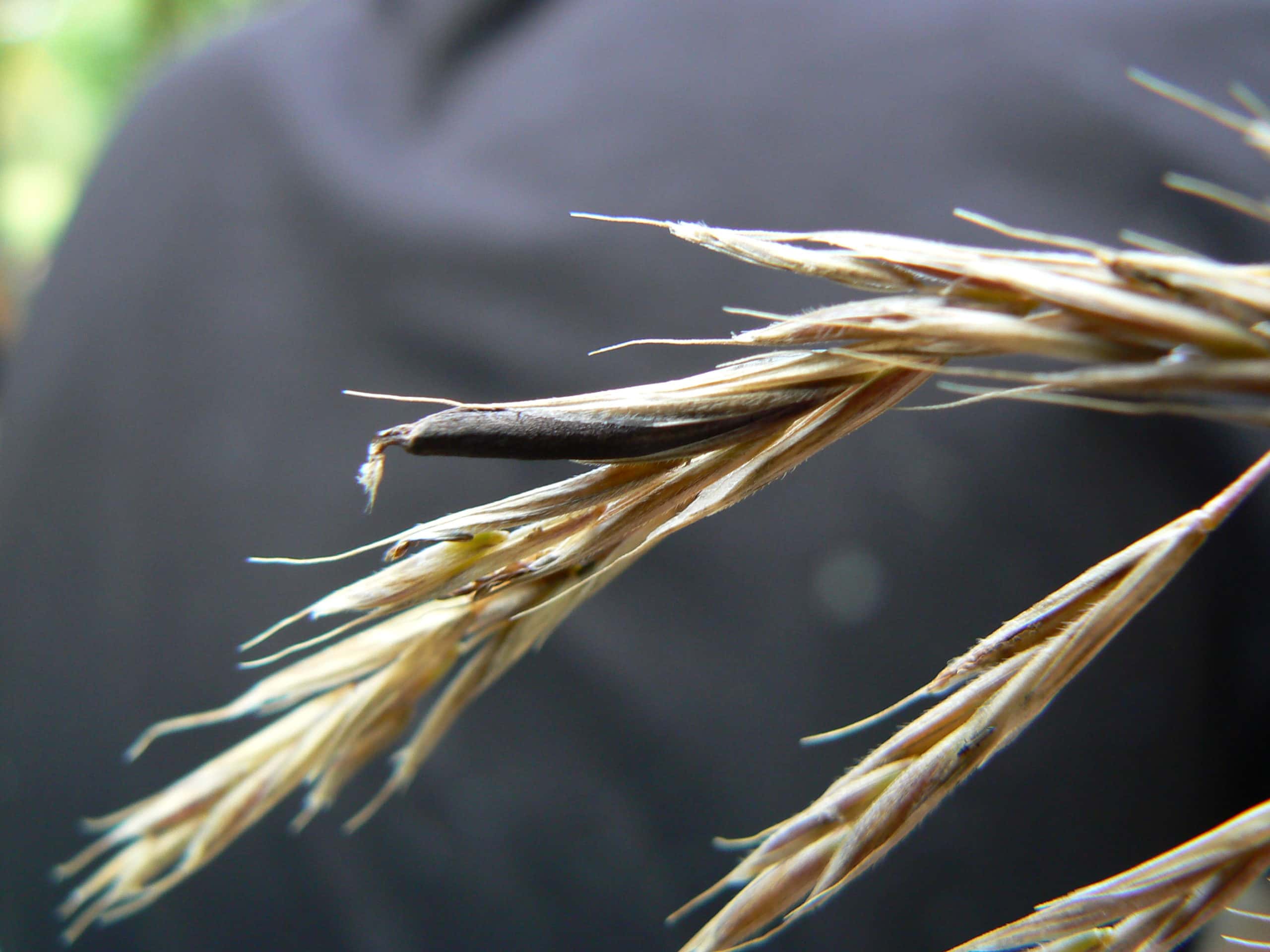 Out of the Dark Ages facts