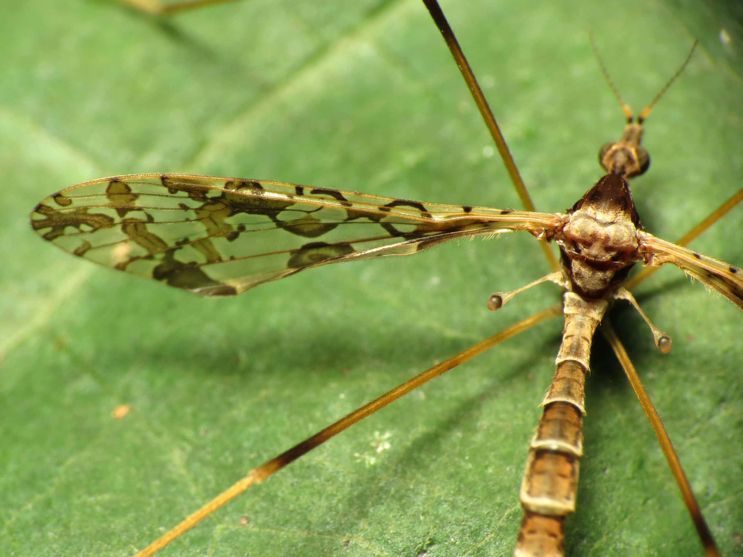 Insane But True Facts