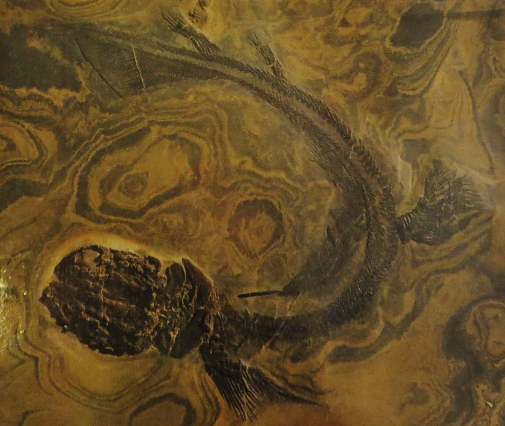 Insane But True Facts