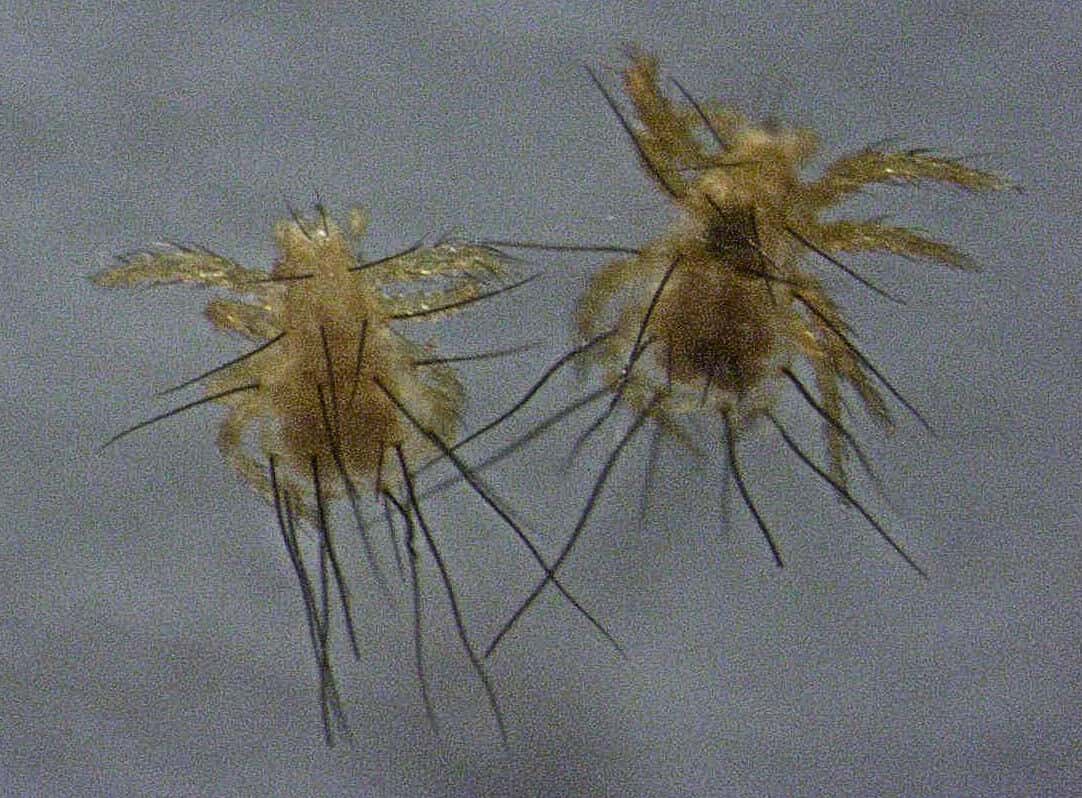 Animal Romance facts