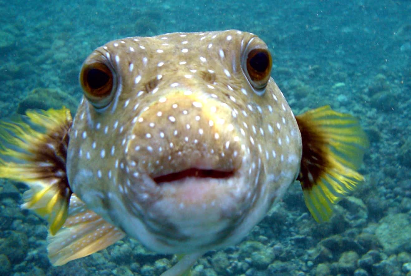 Animal Romance facts