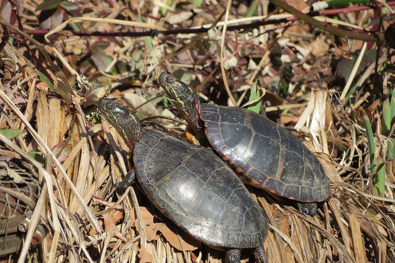 Animal Romance facts