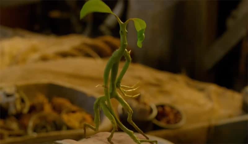 Magical Creatures of Harry Potter facts