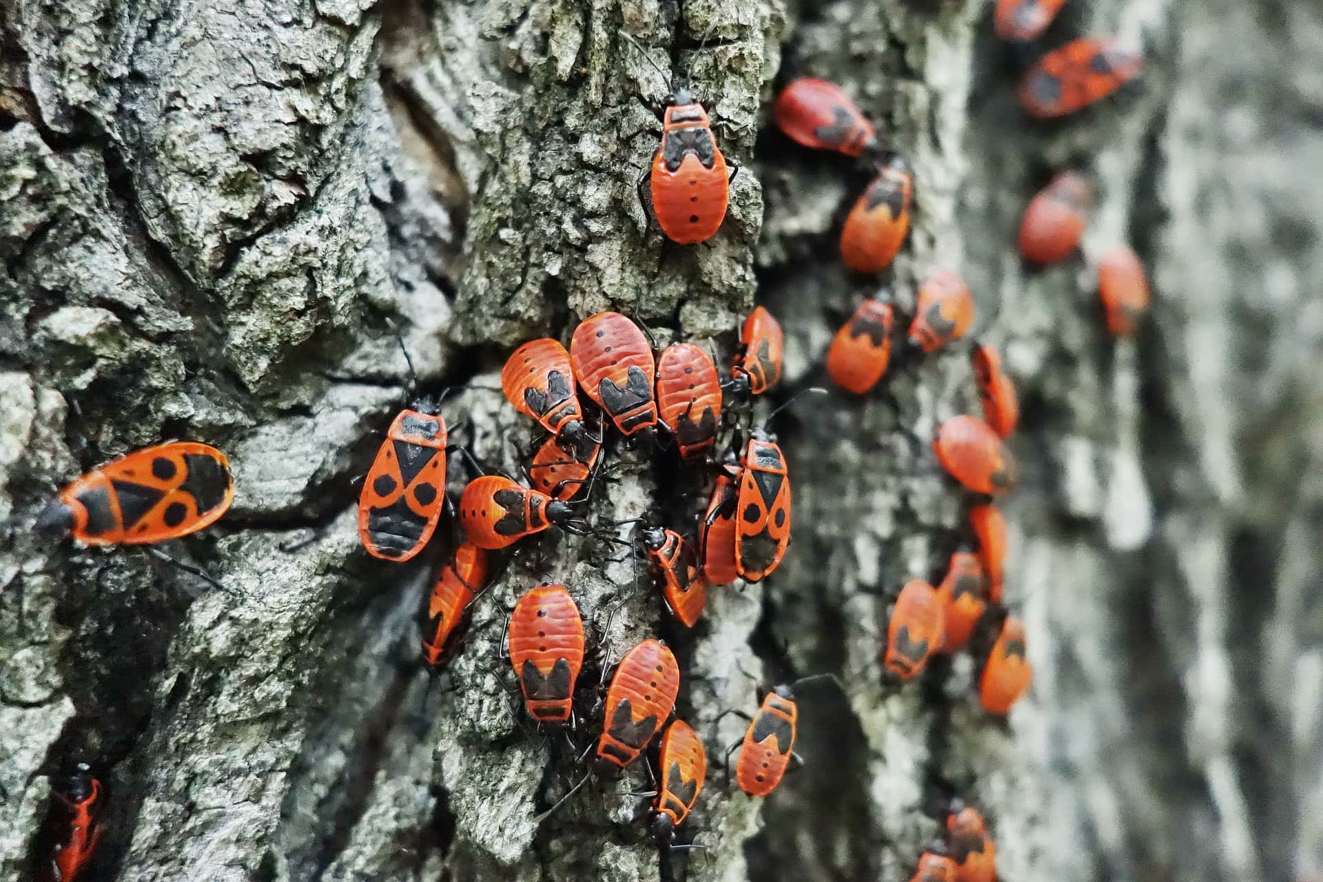 Animal Romance facts