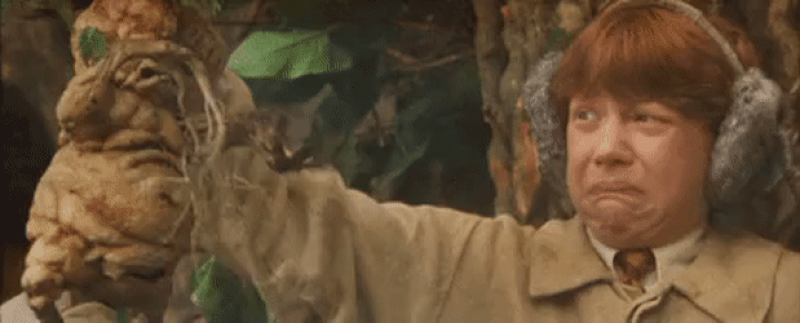 harry potter facts Mandrake