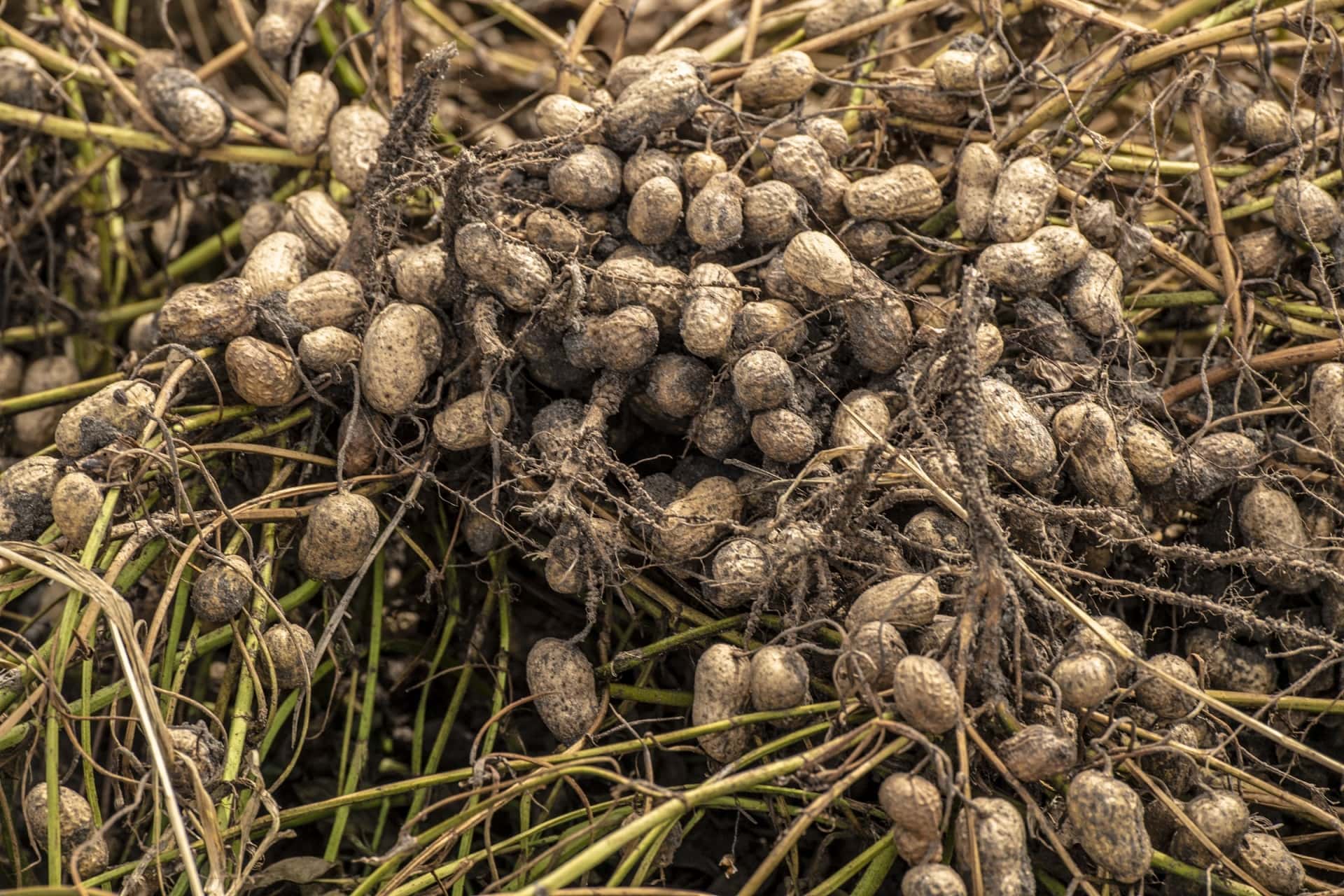 Insane But True Facts