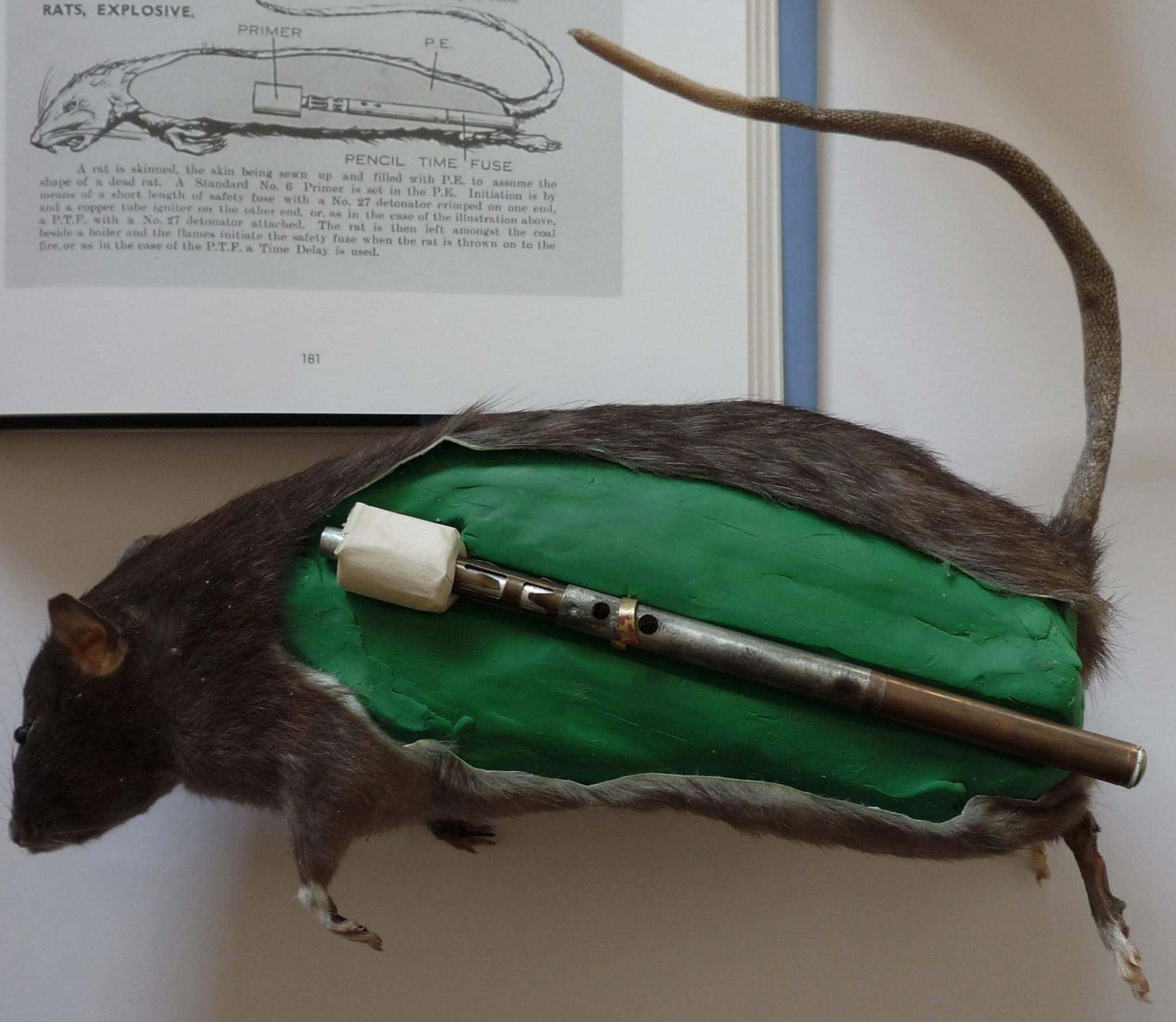 Animals In Warfare facts 