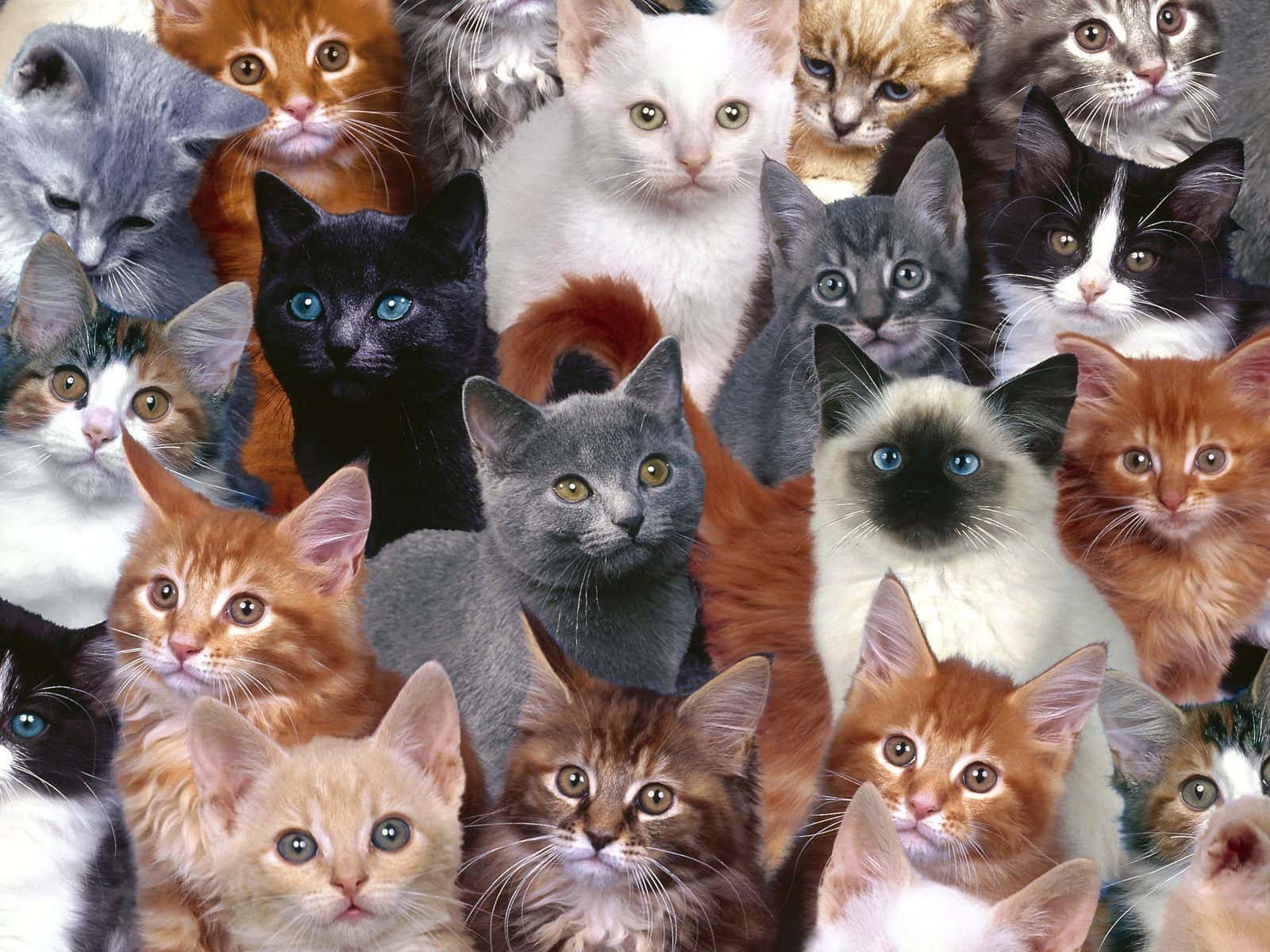 Animals In Warfare facts 