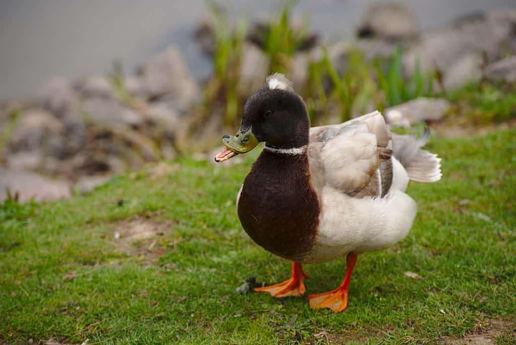 Kendrick Lamar facts