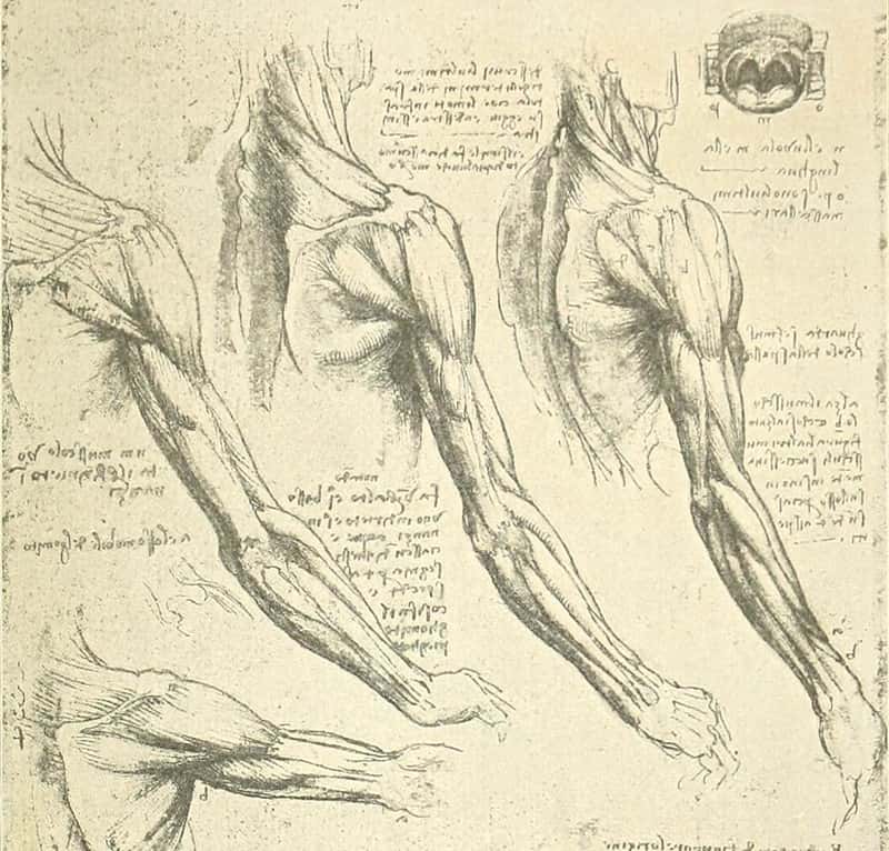 Leonardo da Vinci facts