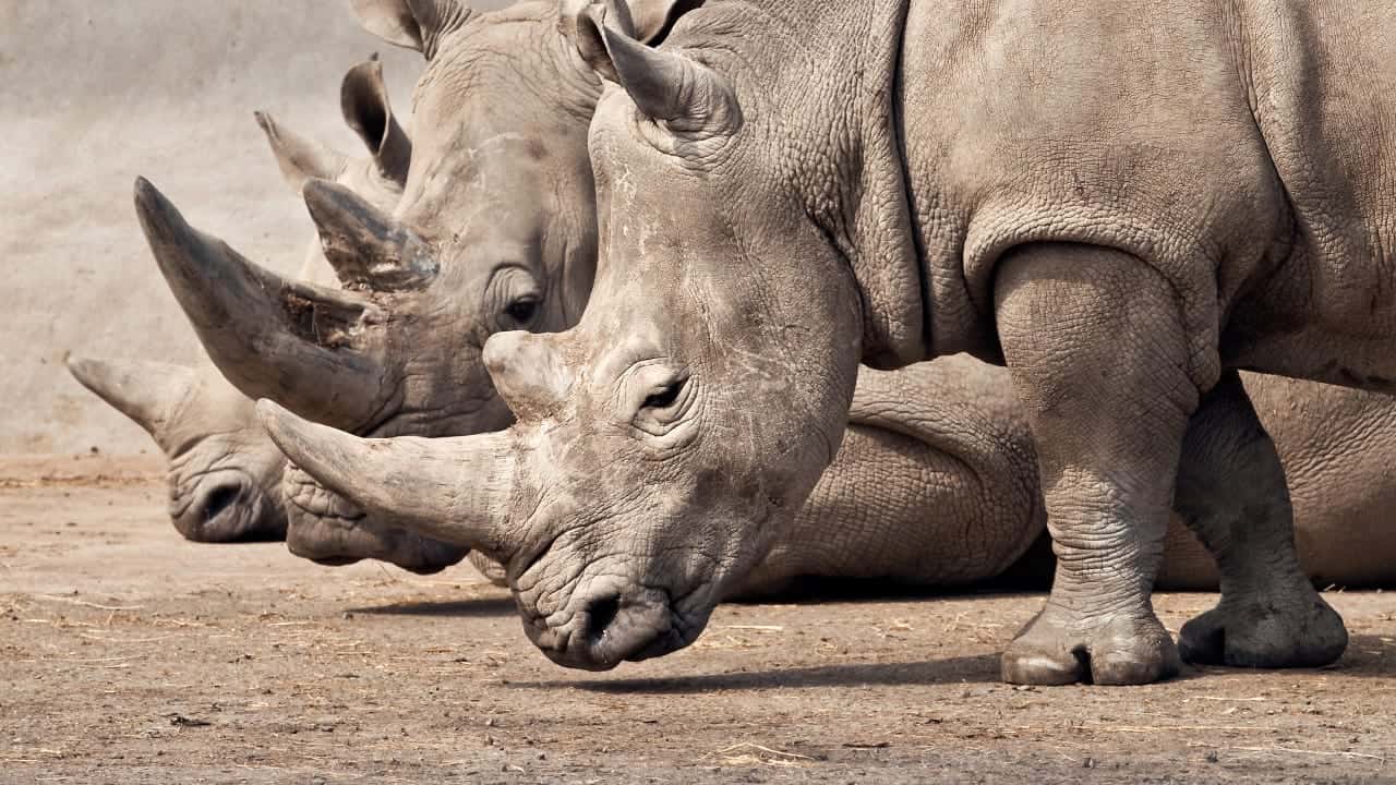 Ancient Persia facts