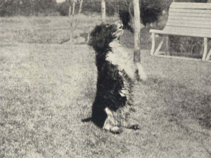 The Romanov Family Facts