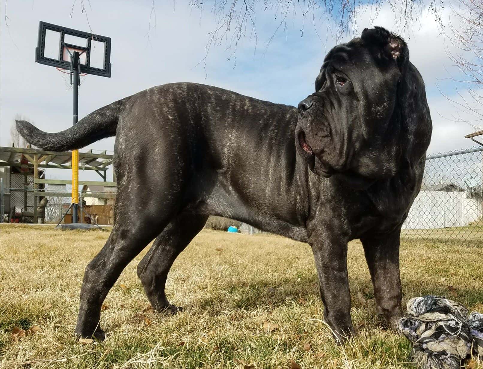 Animals In Warfare facts 