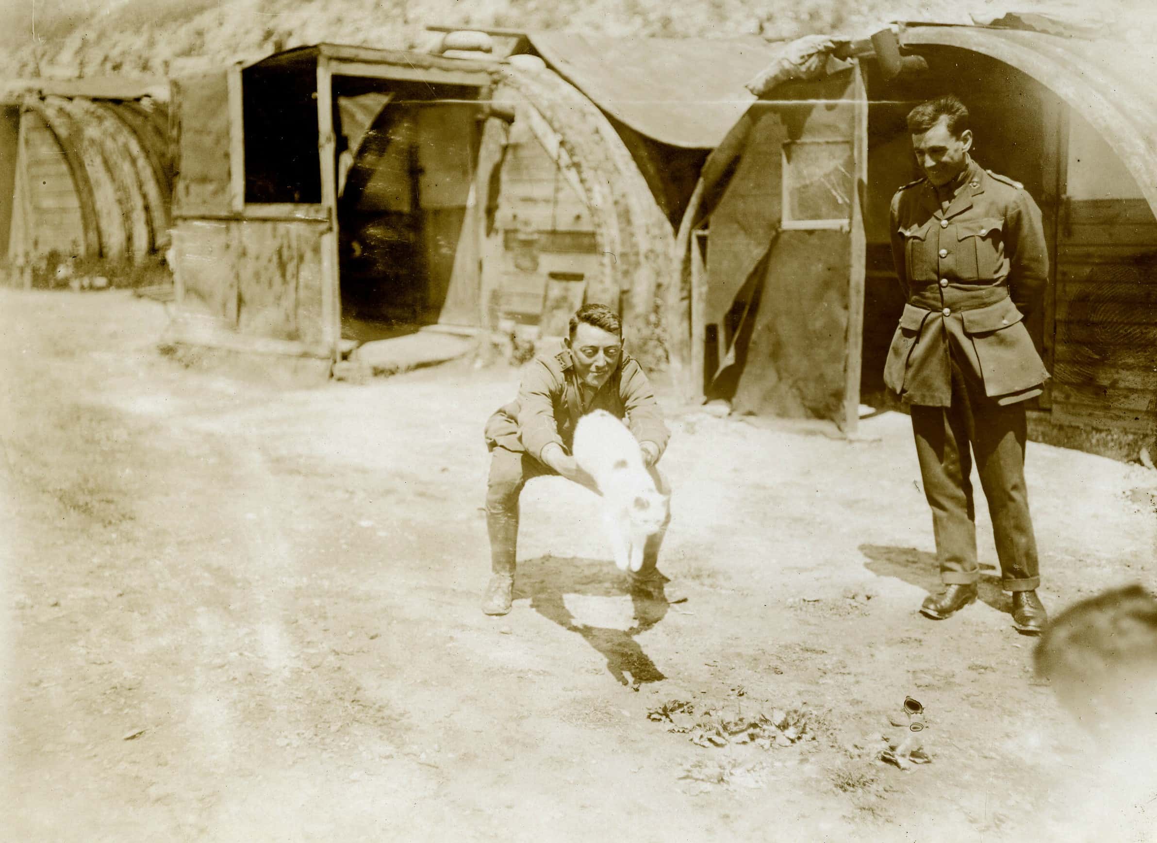 Animals In Warfare Facts