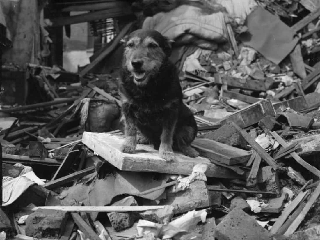 Animals In Warfare facts 