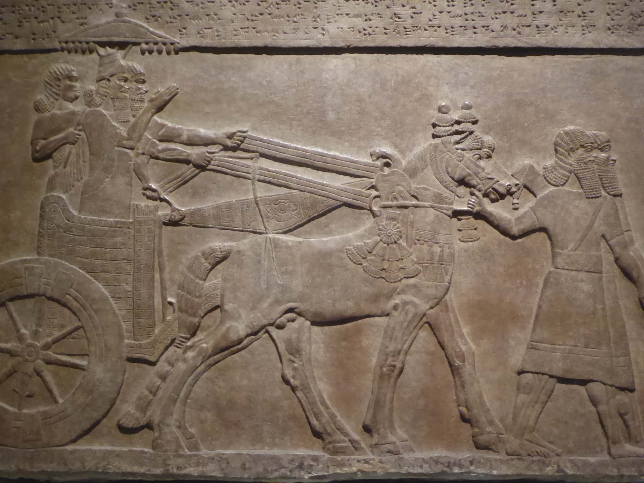 Animals In Warfare Facts